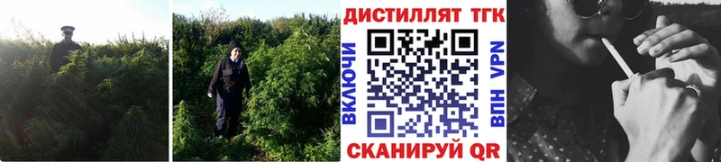 где можно купить наркотик  Великий Новгород  Дистиллят ТГК THC oil 