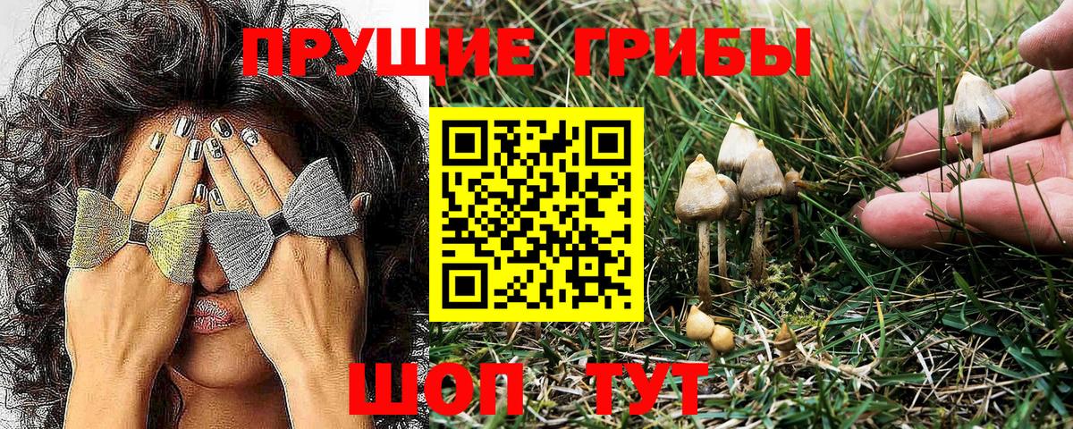 Галлюциногенные грибы Magic Shrooms  Великий Новгород  Псилоцибиновые грибы Psilocybe 